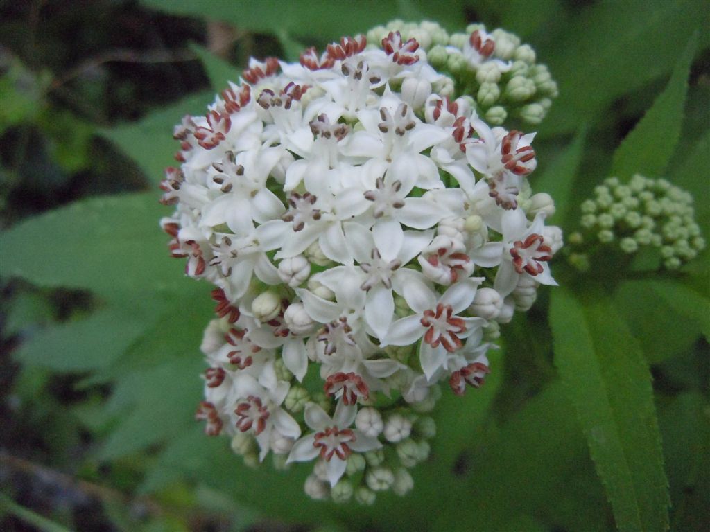 Pianta dagli Astroni - Sambucus ebulus